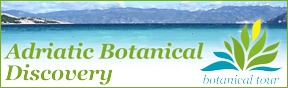 Adriatic Botanical Discovery